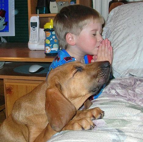 kind-hond-bidden.jpg