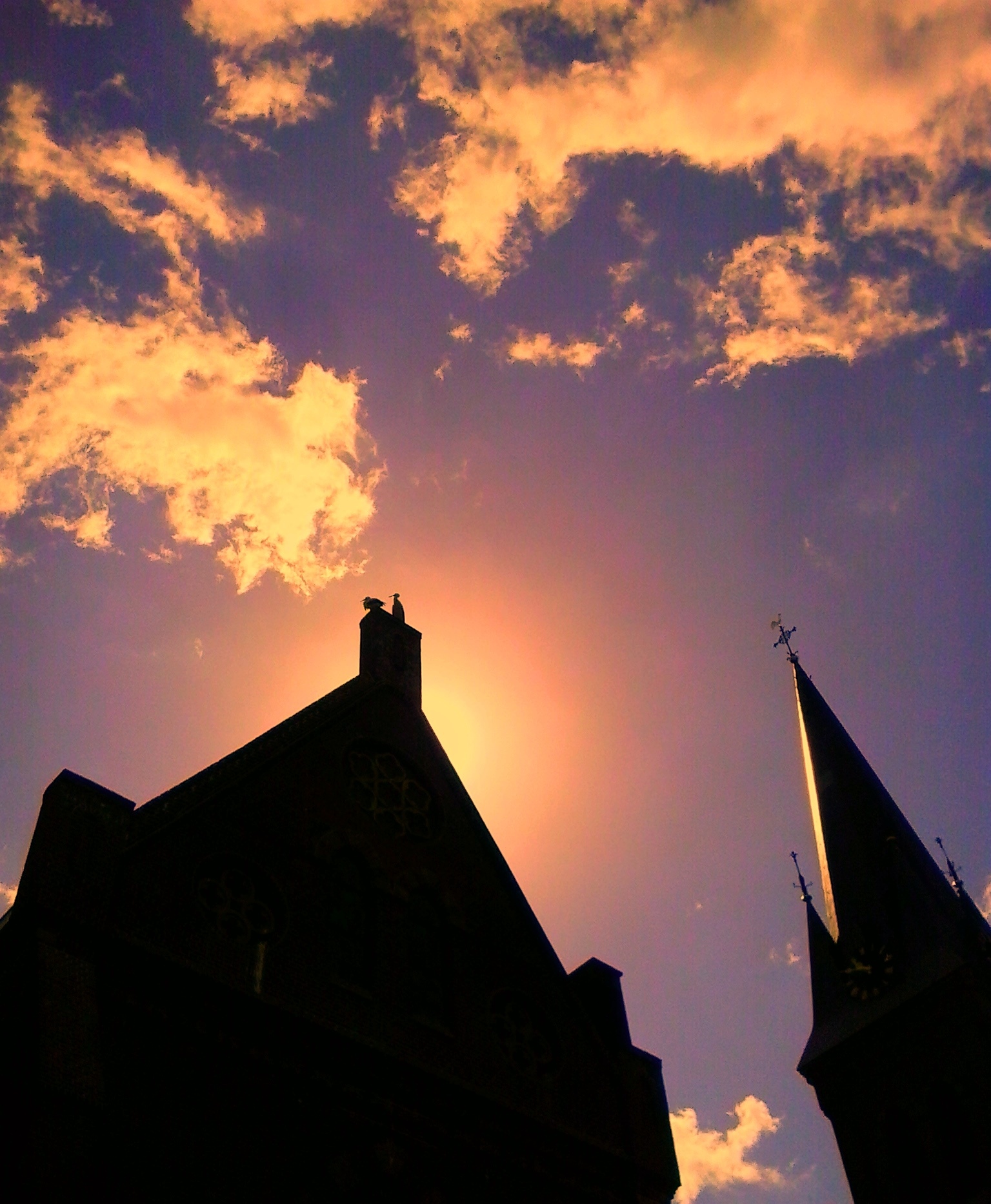 ooievaars_op_r.k.kerk_wijhe.jpg